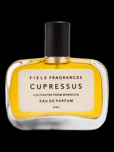 Cupressus unisex