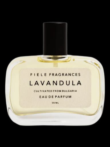 Lavandula unisex